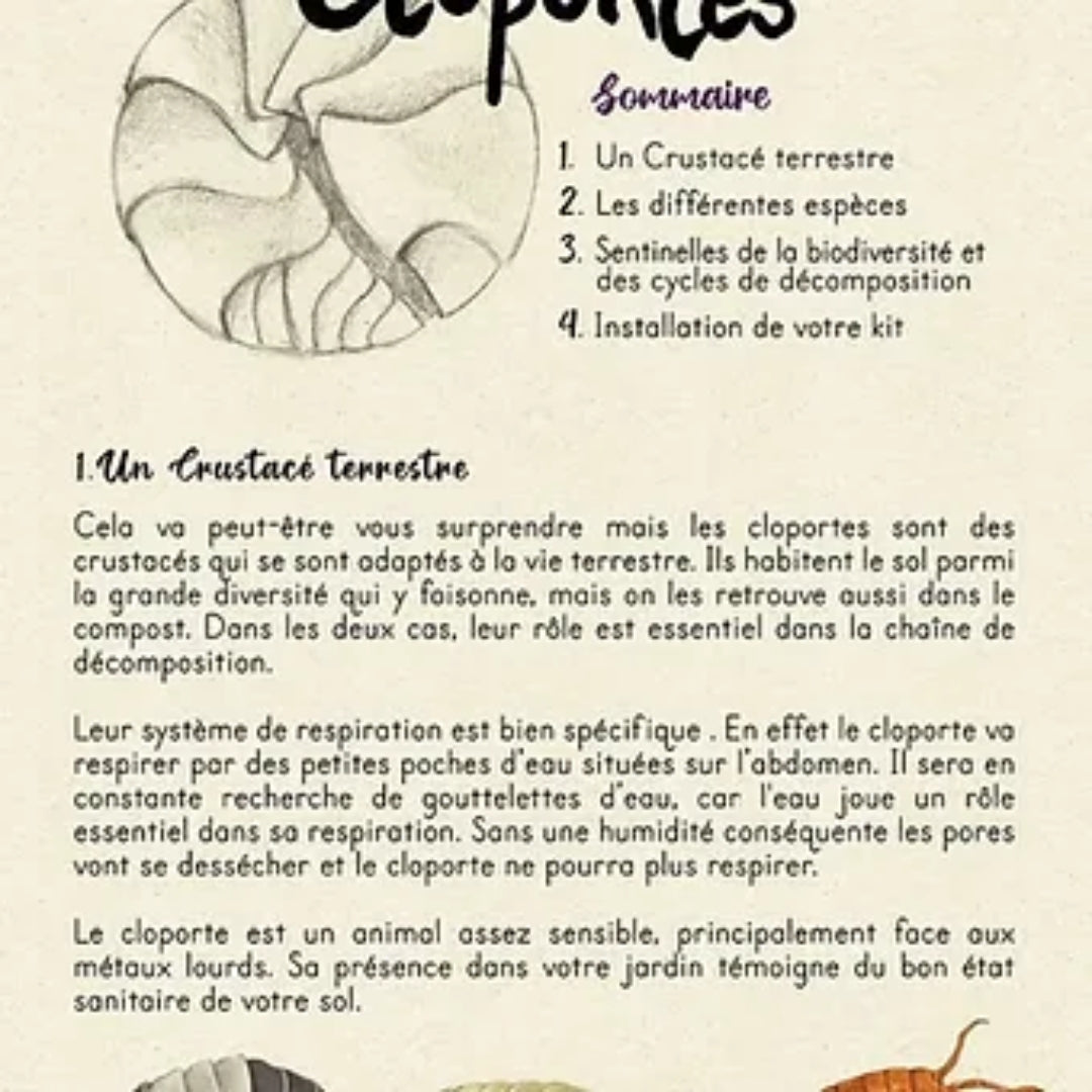 Guide d'élevage cloportes Armadillidium maculatum