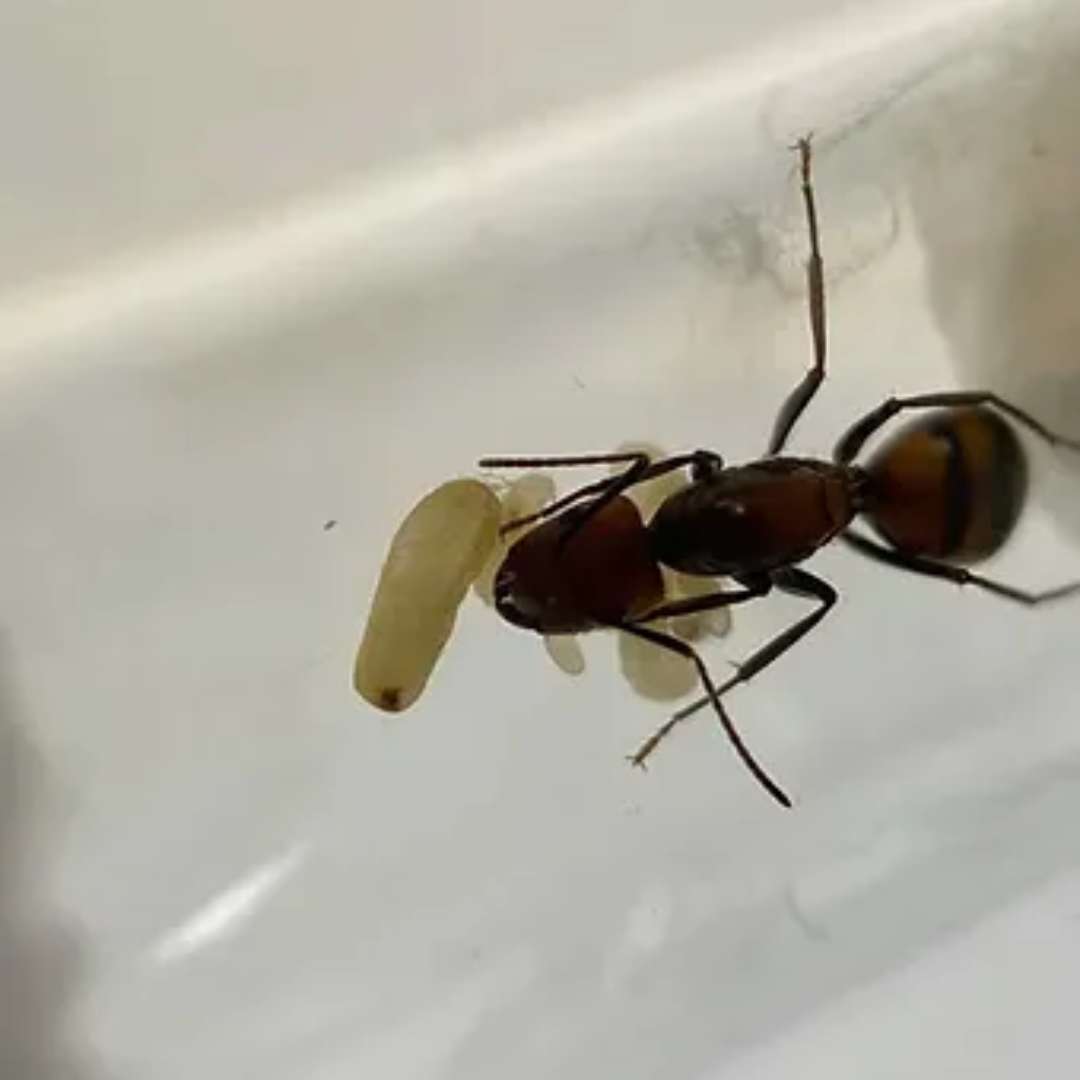 Colonie foumis Camponotus nicobarensis avec kit d'élevage