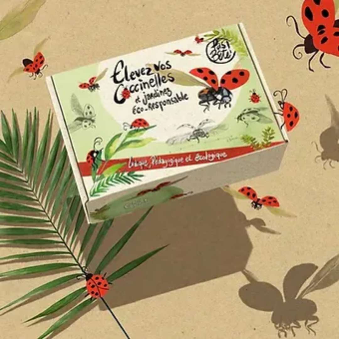 Vente coccinelle avec kit d'élevage