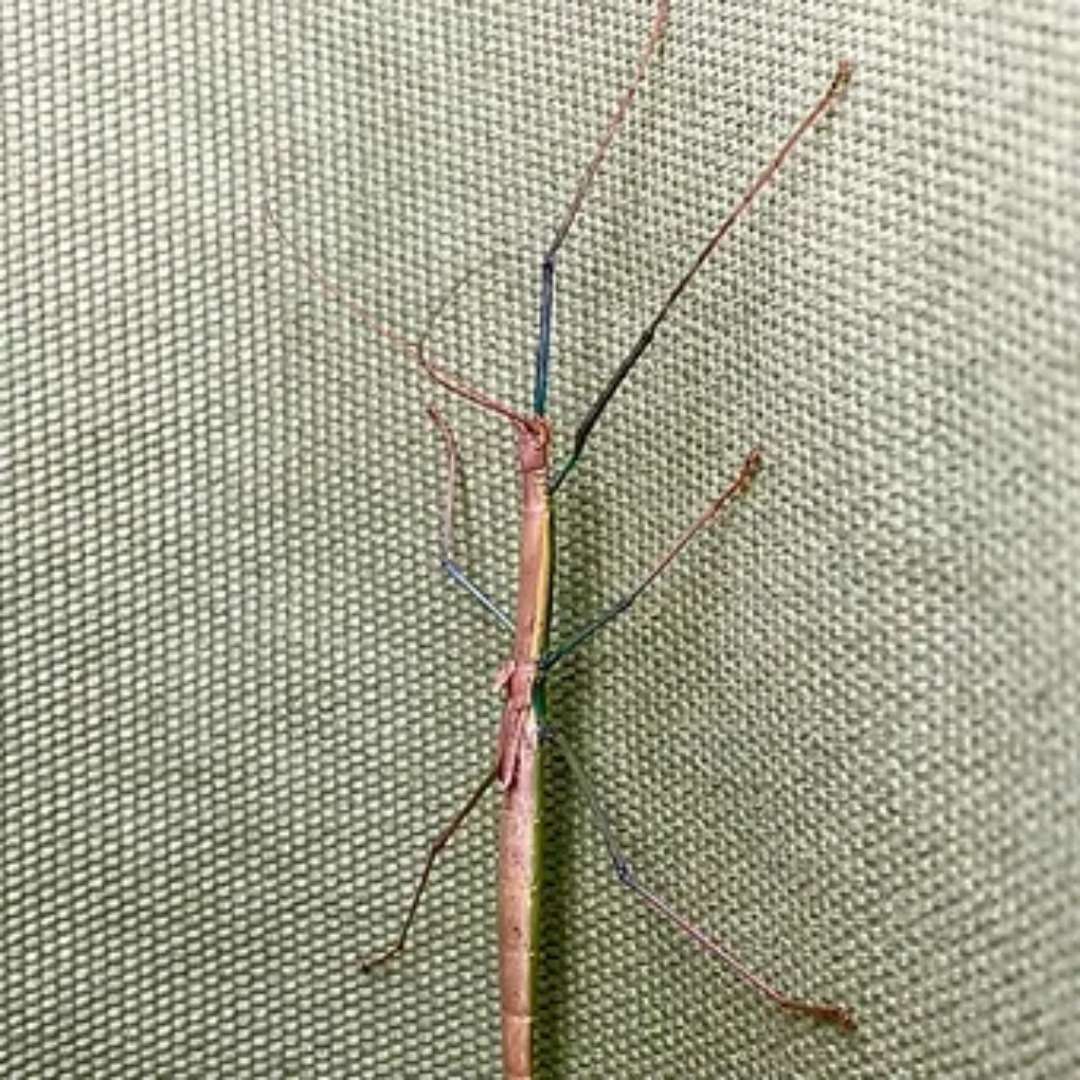 Vente phasme bâton Marmessoida