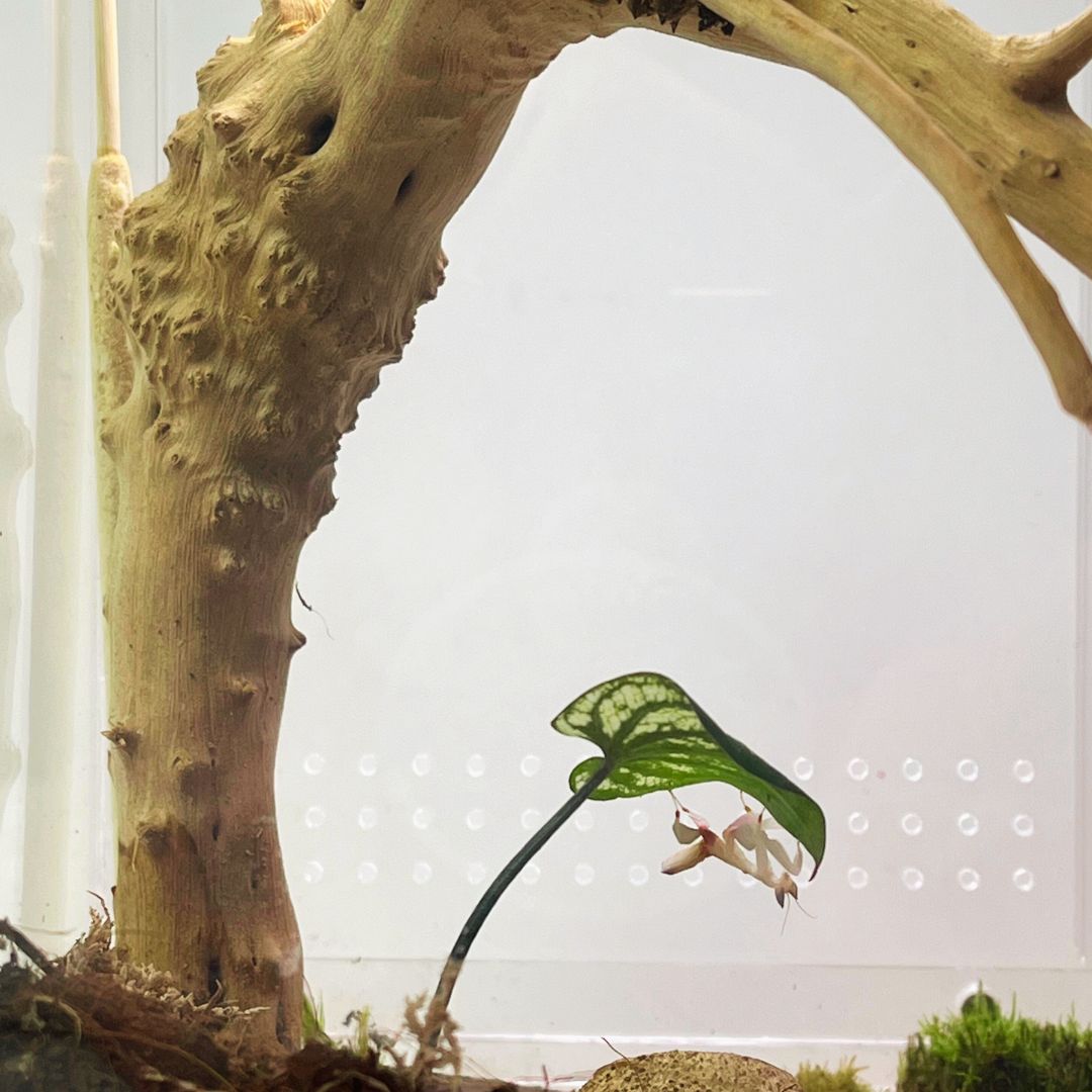 Kit d'élevage de mante