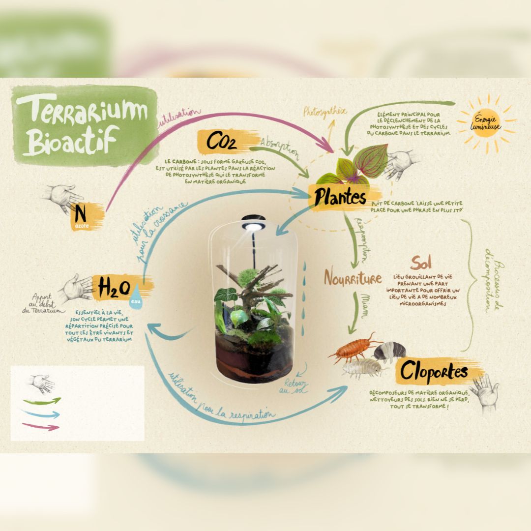 Atelier - Créez Votre Terrarium Bio-Actif