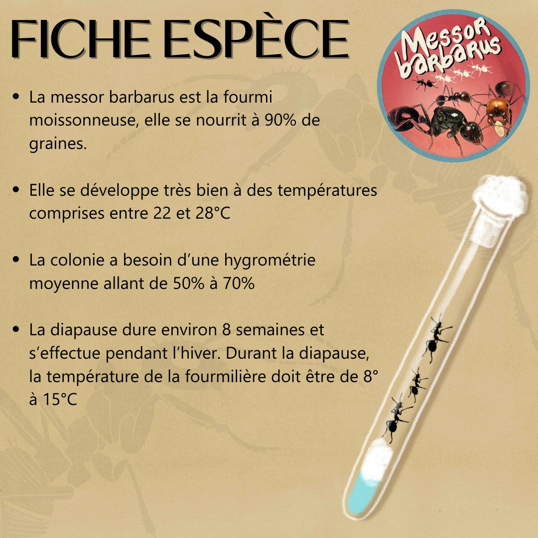 Vente colonie fourmis Messor barbarus