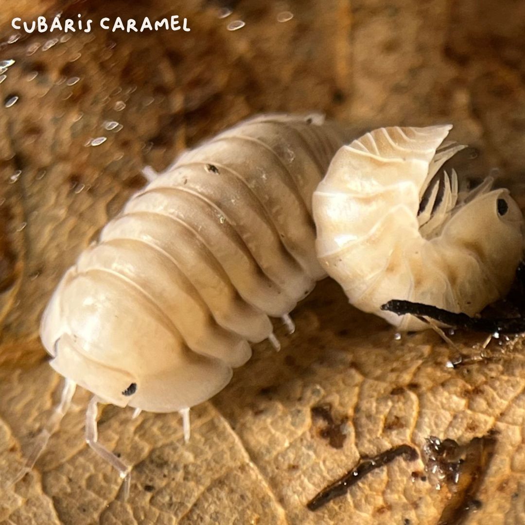 Cloportes - Cubaris Caramel Cream