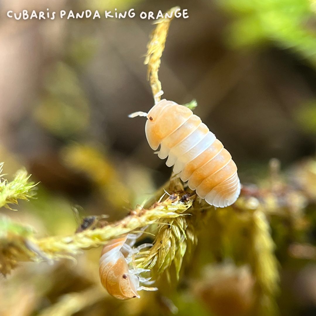 Cloportes - Cubaris Panda King Orange