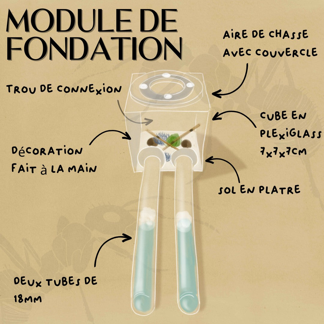 Module de fondation d'élevage fourmis en vente
