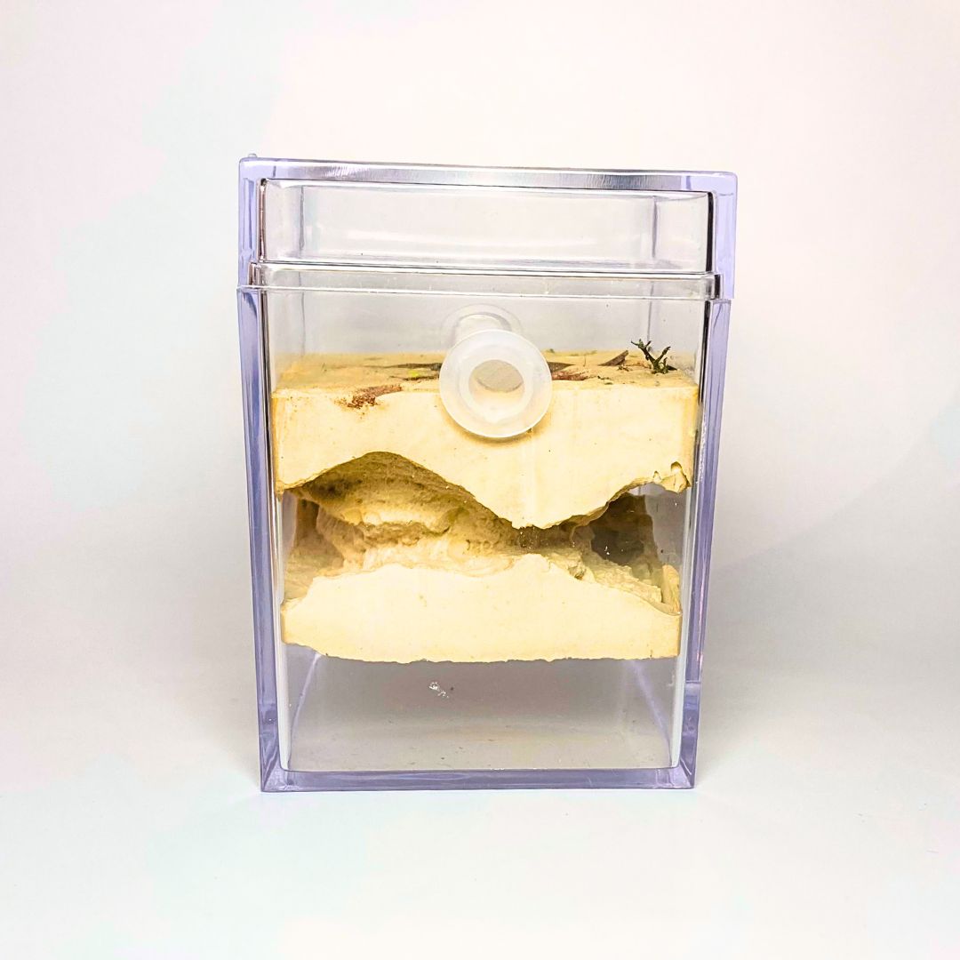 Terrarium pour fourmis