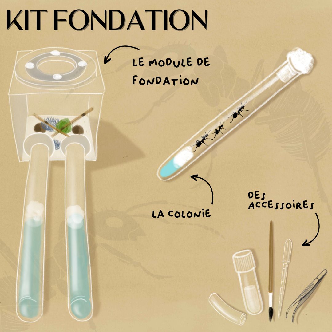 Kit Fondation Fourmis
