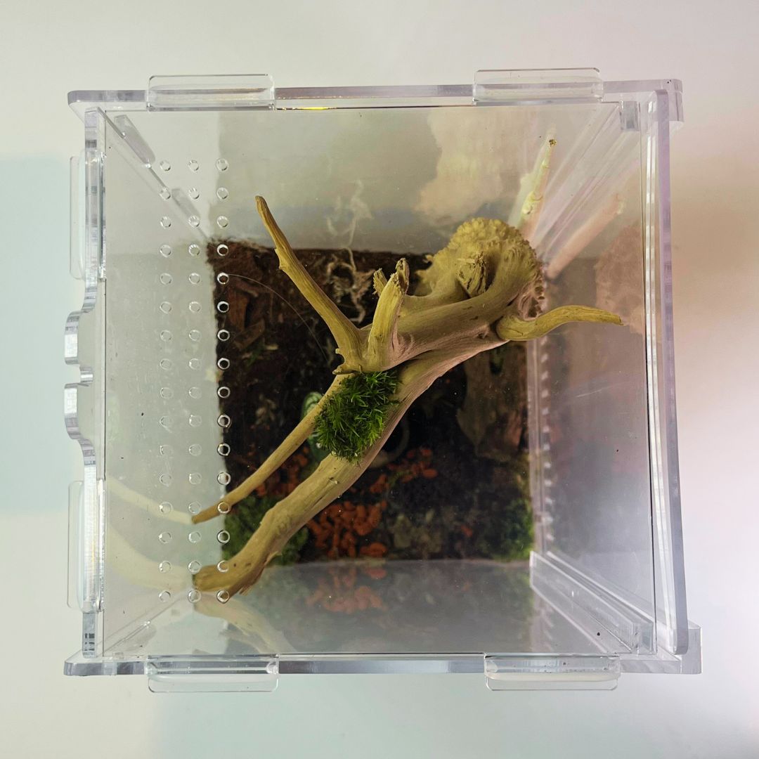 Terrarium - Petit Format