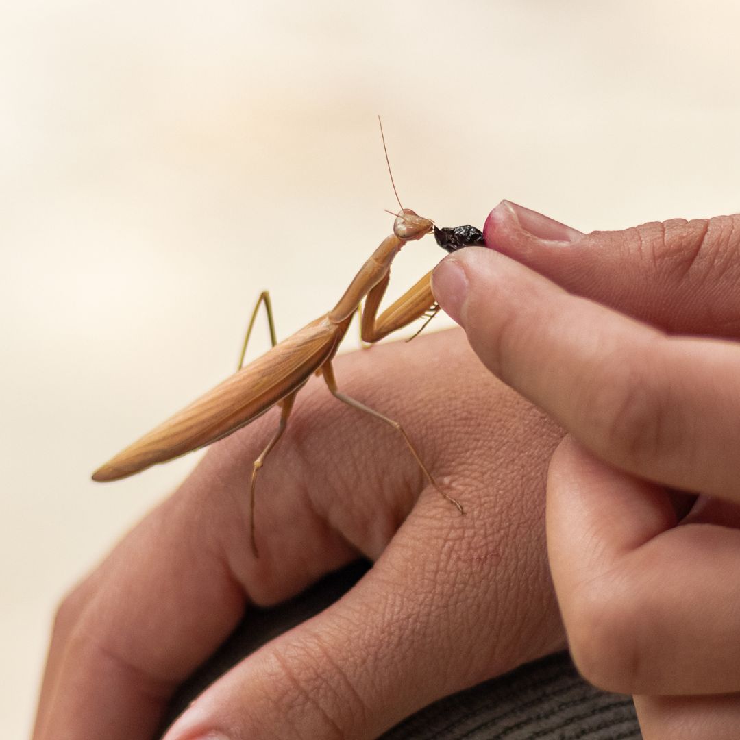 Atelier - Nourrissage et Découverte