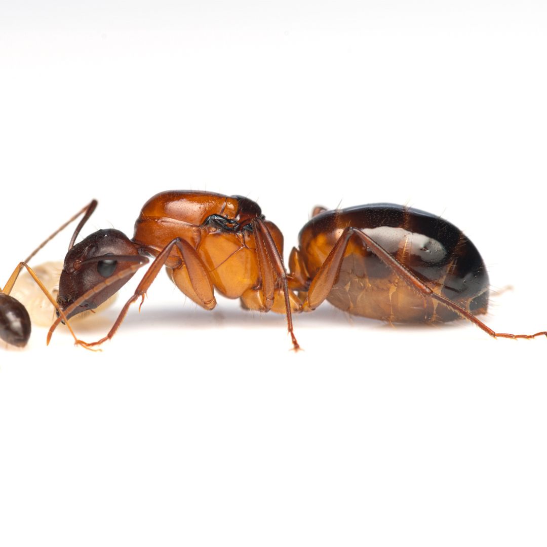 Camponotus Pilicornis