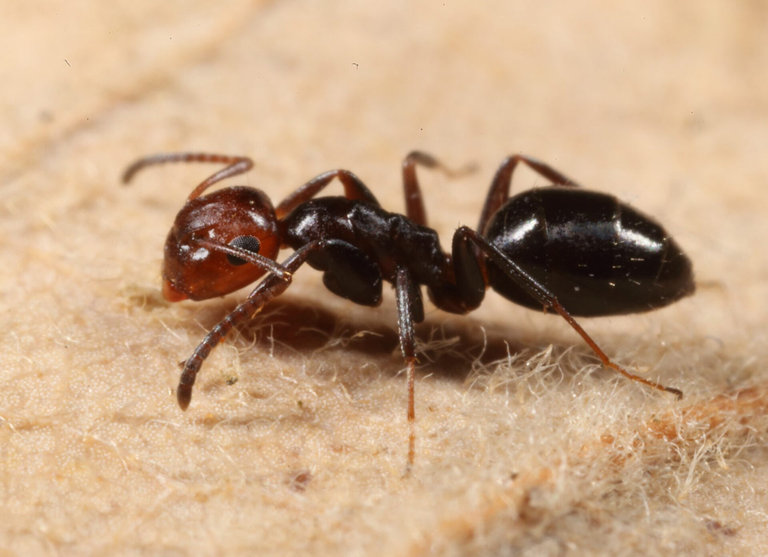 Colonies de Fourmis