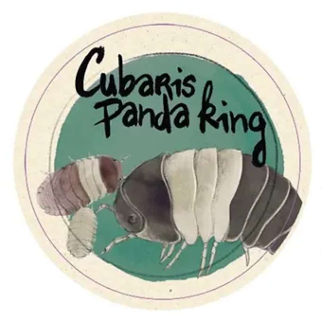 Cloportes Cubaris Panda King en vente