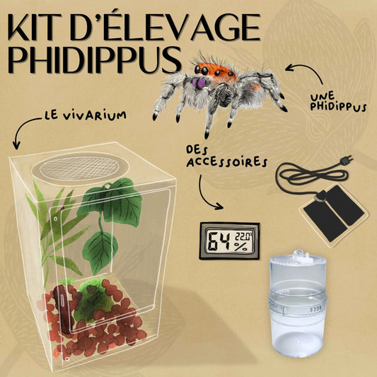 Kit complet Phidippus