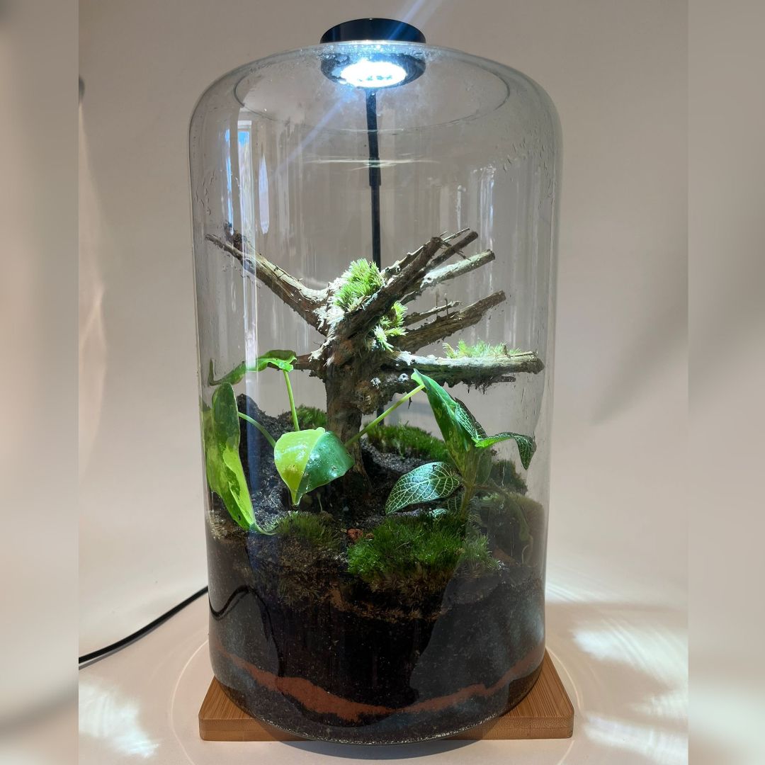 Terrarium Bioactif