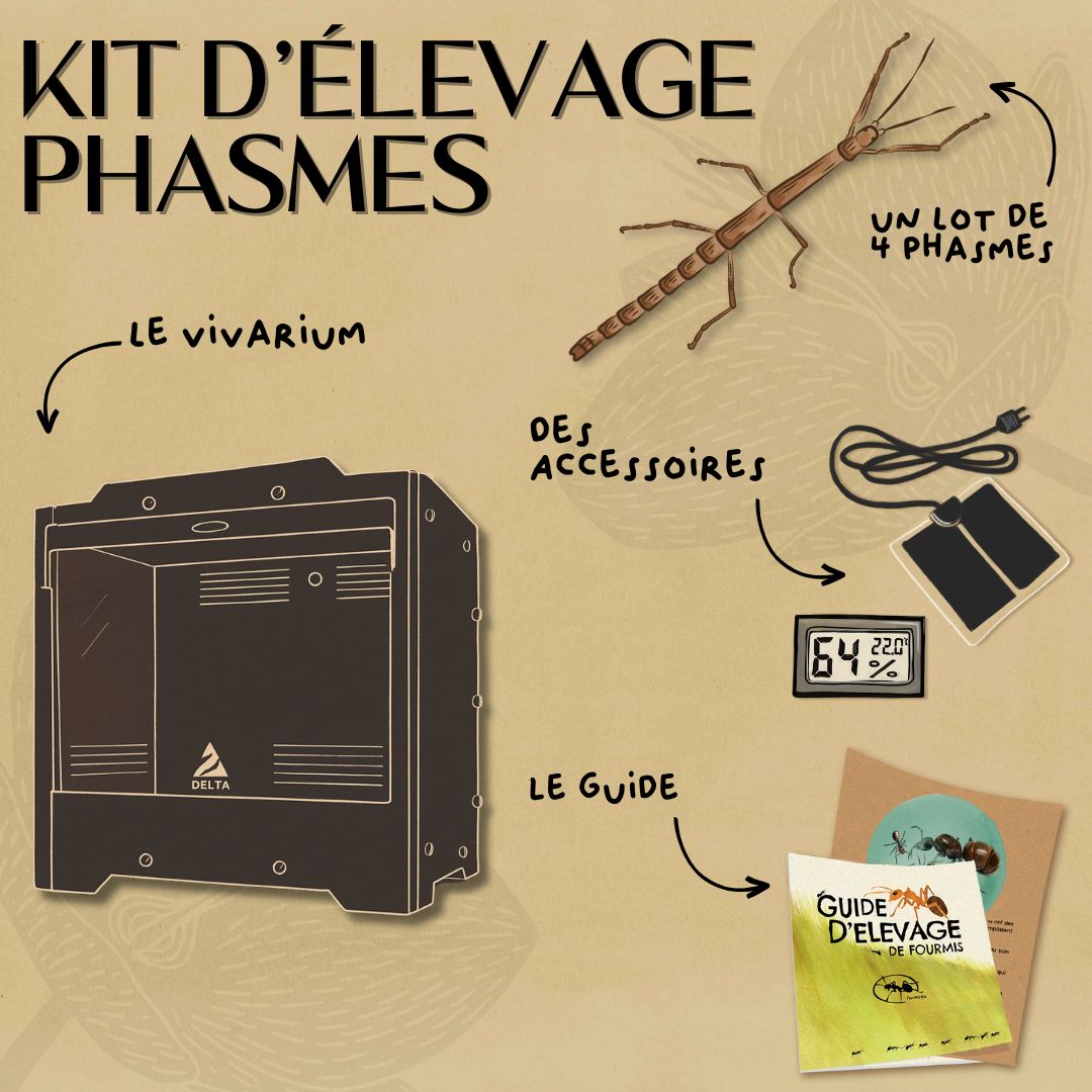 Kit d'élevage de phasme