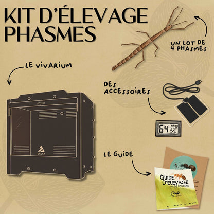Kit d'élevage de phasme