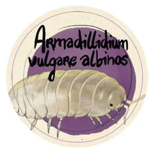 Acheter cloportes Armadillidium vulgare albinos