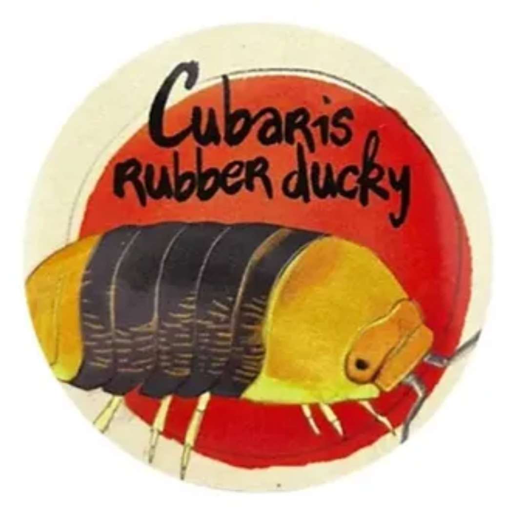 Cloprtes Cubaris Rubber Ducky en vente avec kit 