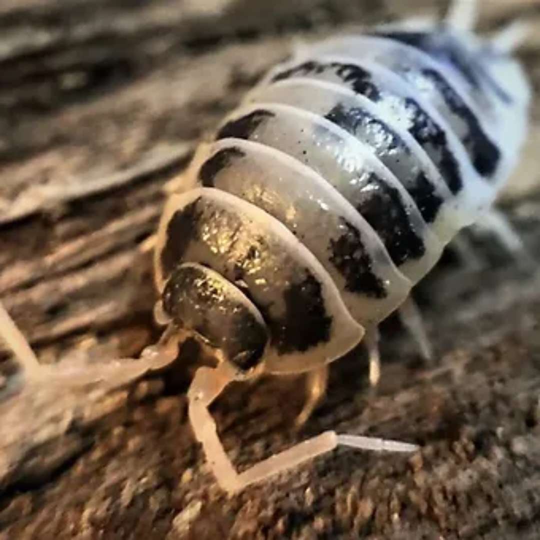 Insecte cloportes Porcellio laevis dairy cow 