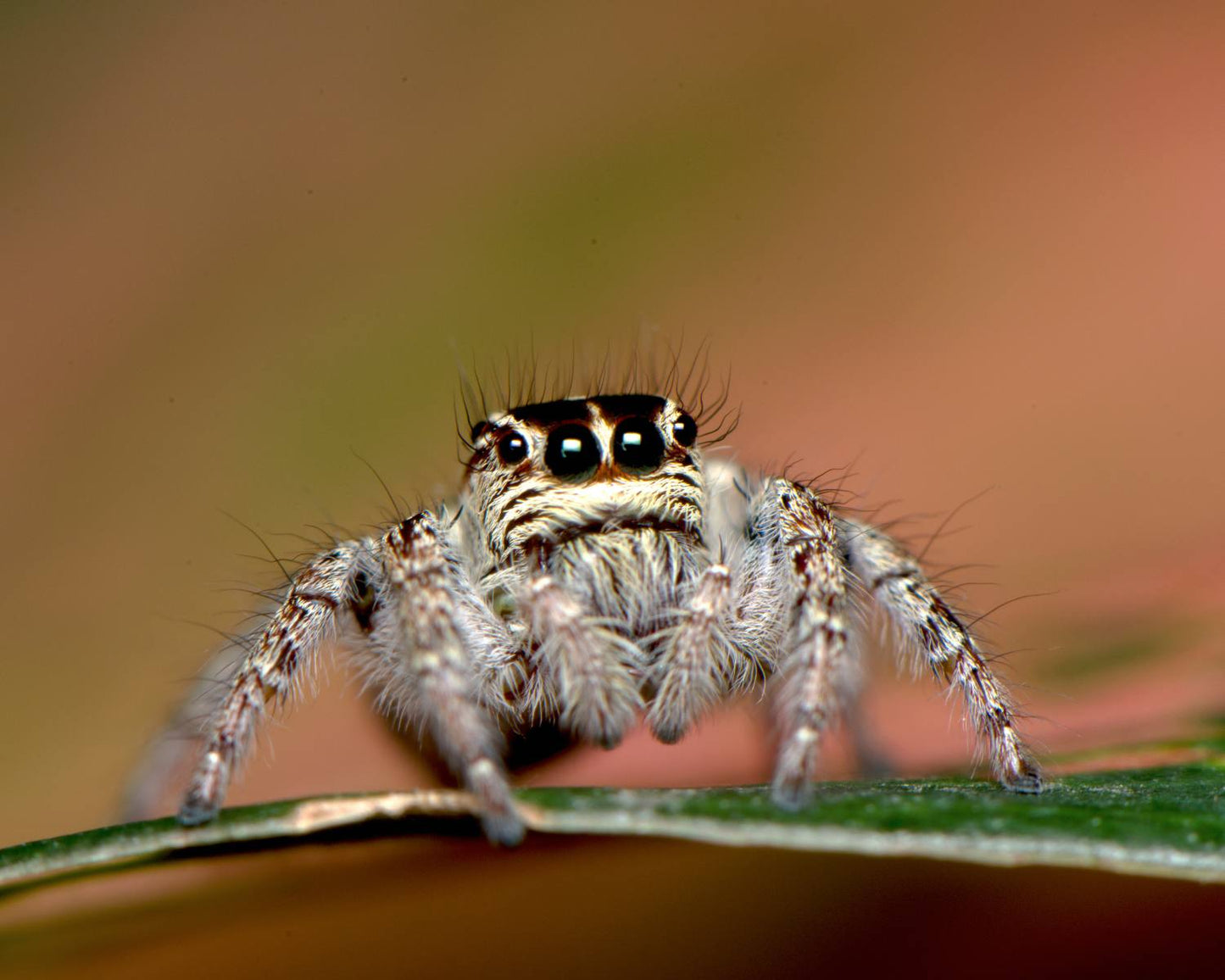 Phidippus Regius Bahamas White