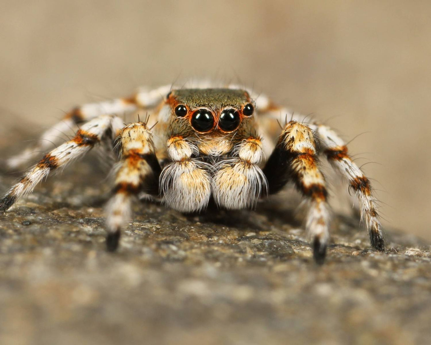 Phidippus Regius Everglade