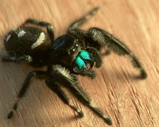 Phidippus Regius Bahamas